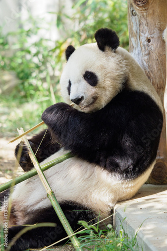Plakat Jedzenie pandy bambusowej