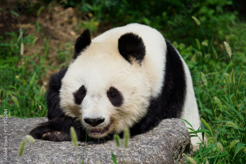 Plakat Panda, żeby odpocząć