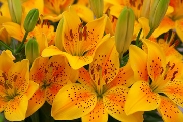 Wall Mural - Lilies