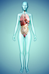 Wall Mural - 3d illustration of a female figure with internal organs