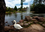Fototapeta  - Łabędź i kaczki - atrakcja turystyczna w Parku Zdrojowym, Ciechocinek, Polska 