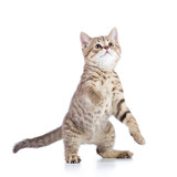Fototapeta Koty - funny playful cat is standing