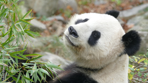 Obraz na płótnie Miś Panda patrząc podczas jedzenia