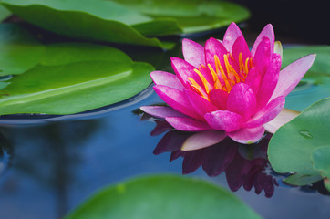 Wall Mural - beautiful pink lotus flower in pond.