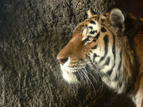 Plakat Tygrys profil z ciemnym kamiennym murem tle