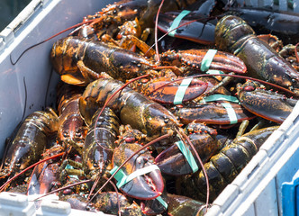 Wall Mural - Lots of freshly caught lobster sorted into a bin in a fishing boat