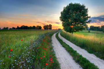 Summer landscape with country road and fields of wheat. Masuria, Poland.