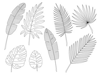  tropical palm leaf vector