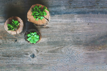 Succulents In Wood Pots Over Rustic Background, Copy Space