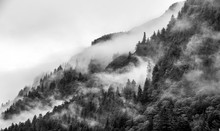 Mountains Top With Pine Tree With Fog In Black And White