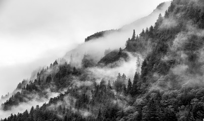 Mountains top with pine tree with fog in black and white