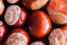 Conkers In A Pile Viewed From Above Close Up On A Wooden Table