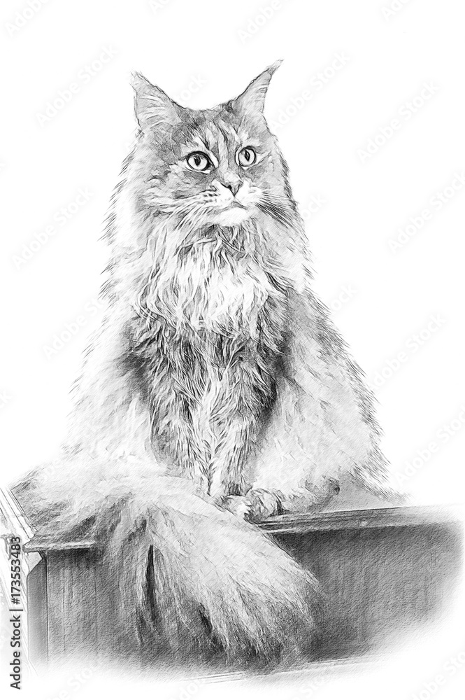 Cat Maine Coon. Illustration in draw, sketch style