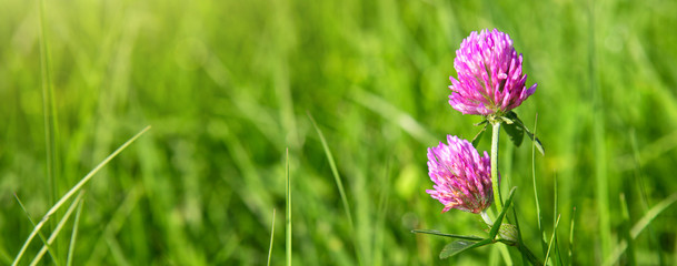 Wall Mural - clover flowers in grass isolated.