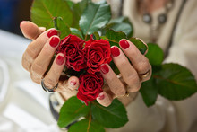 Red Roses In Female Manicured Hands. Senior Woman Hands With Perfect Red Manicure Holding Red Roses. Feminine Skin Love And Delicacy.