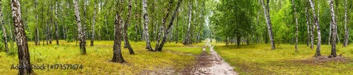 brzozowy-gaj-z-droga-w-sloneczny-letni-dzien-ogromna-panorama