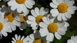 Macro Chamomile flowers from up view. White daisy flowers. Nature background flower fields, wild flower meadow, botany and biology. ecology concept. white flowers isolated on black background.
