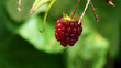 Macro red raspberry plant. Ripe fruits on a wild red Raspberry. Close up view of a ripe red raspberry fruit in a garden. healthy and organic food concept. nature background. ecology concept.