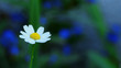 Macro Chamomile flower close up. White daisy flowers. Nature background with copyspace. wild flower meadow, botany and biology. ecology concept.