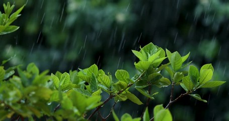 Wall Mural - close up green fresh leave branch under tropical rain water drop falling in the garden , nature rain