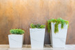 © navintar - Green plant in square marble pot in front of brown mortar wall background, Copy space on top half
