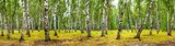 Birch grove on a sunny summer day, landscape banner, huge panorama