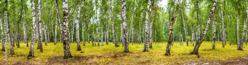 birch-grove-on-a-sunny-summer-day-landscape-banner-huge-panorama
