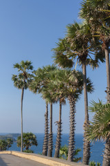 Wall Mural - Green palm tree on blue sky background