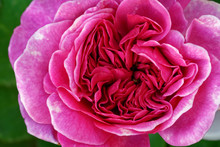 The British Breeder David Austin Introduced 'Sophy's Rose' In 1997 To The Market. The Rosette Bloom Form With Up To 50 Petals Is Typical For An 'English Rose'. Blooms In Flushes Throughout The Season.