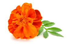 Orange Marigold Flower, Tagetes Erecta, Mexican Marigold, Aztec Marigold, African Marigold Isolated On White Background