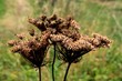 dry seeds of wild carrot plant at autumn