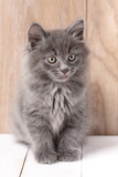 Fototapeta Koty - Cute Kurilian Bobtail Kitty