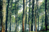 Fototapeta  - Pine Forest