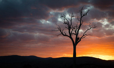 Wall Mural - Australian landscape