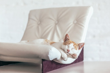 Wall Mural - Kitten sleeps on soft couch