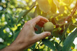 Farmer examining walnut fruit grown in organic garden