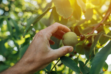 Wall Mural - Farmer examining walnut fruit grown in organic garden