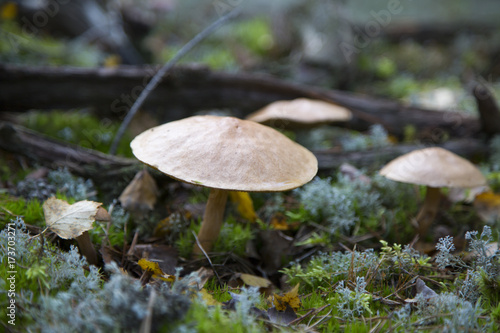 Mushroom Tableau sur Toile