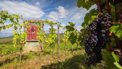 Wall Mural - Vineyards and grape vine at sunset in autumn