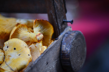 fresh mushrooms close up - fresh vegetables