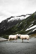 Vertical Portrait Of Two Sheep Standing On The Road With High Mountains Covered With Snow In Norway