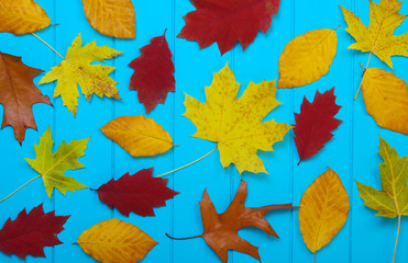  autumn leaves on blue background