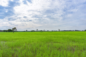 Wall Mural - Landscape of a beautiful rice farm in countryside