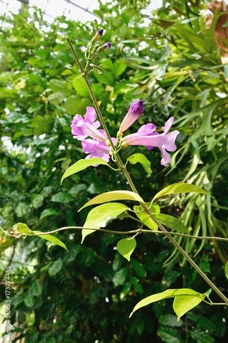 ニンニクカズラ ガーリックバイン 薄紫の花 Stock 写真 Adobe Stock