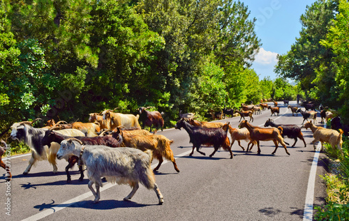 Plakat Kozy na drodze.