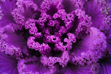 Frilly Purple Kale From Above