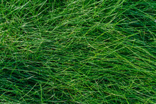 Beach Of Fresh Green Grass Background