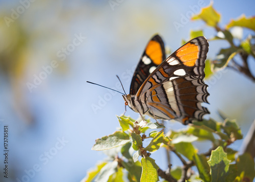 Zdjęcie XXL Arizona siostry motyl na dębowym krzaku z skrzydłami up