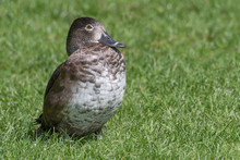 A Close Up Portrait Of A Female Ring Necked Duck Sitting On The Grass Looking Right
