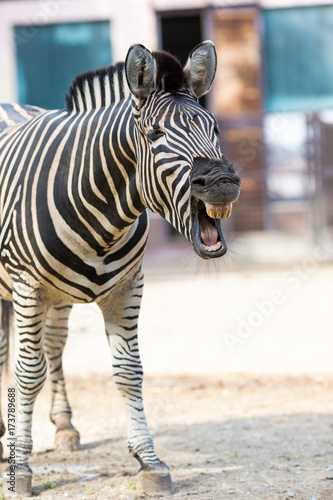 Plakat Zakończenie fotografia zebra z otwartym usta, stoi w zoo na jaskrawym słonecznym dniu